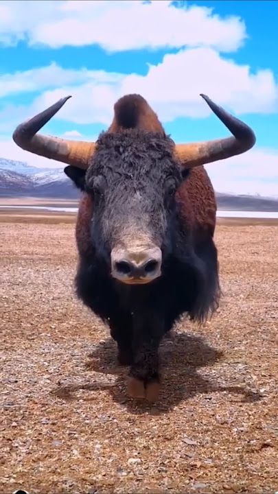 Incredible Mountain Yak 😱😱