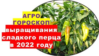 Агрогороскоп выращивания сладкого перца в 2022 году