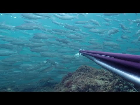 Video: Podvodni Kućni Vrt