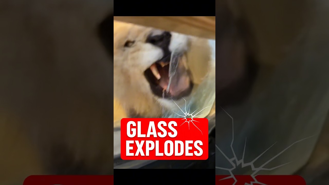 Lion Charges the Car — Front Glass EXPLODES 😳🦁💥
