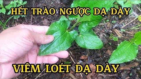 Vĩnh biệt trào ngược dạ dày bằng dây chè dây và cây hàm ếch.