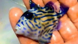 Moving 400 gallon aquarium home and adding blue line triggerfish and blue line grouper to 200g