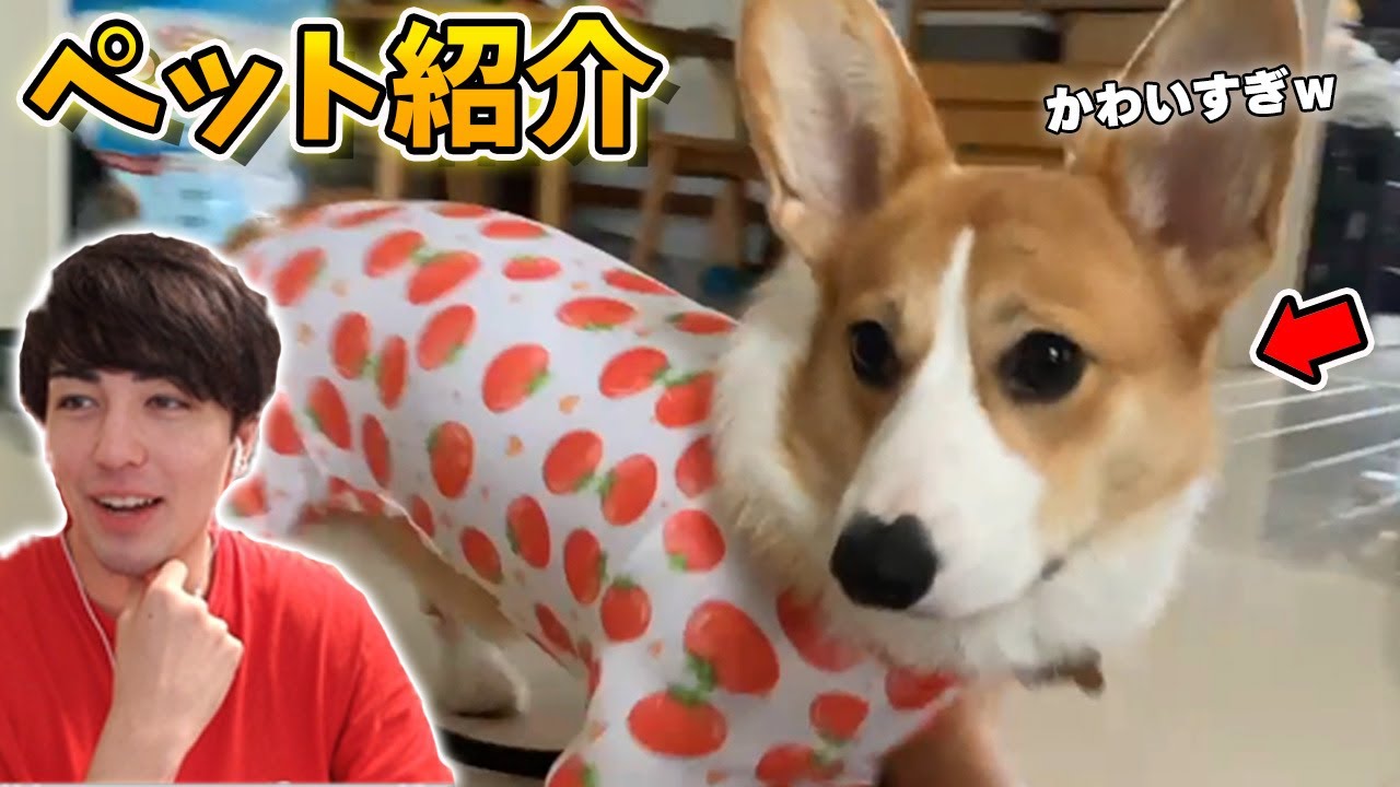 視聴者のペットを紹介してみたら可愛すぎたｗｗｗ