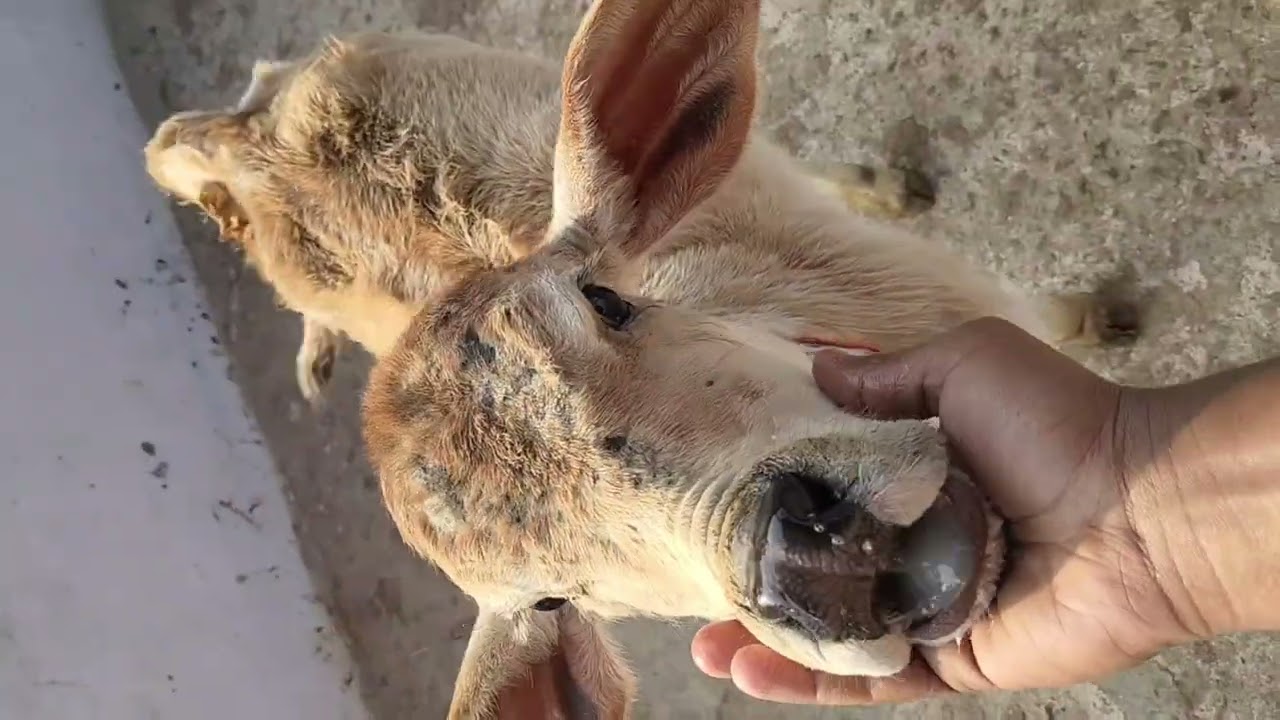 Aaj hum pahoch gaye hai hai gosala main.. 