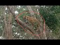 Tiger on tree jim corbett national park in dhikala zone