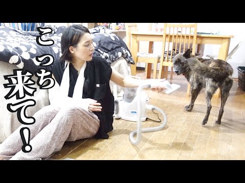 地獄の換毛期到来!片腕で闘いました【甲斐犬・柴犬】