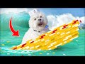 Will LEGO keep my dog from sinking?