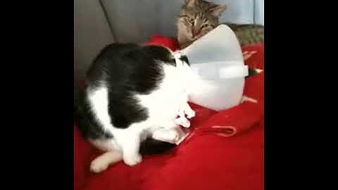 Wie verhalte ich mich nach der Kastration meiner Katze?