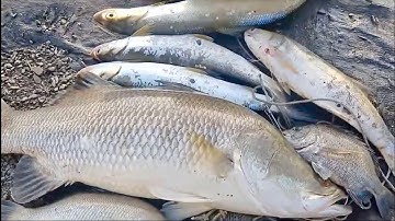 Chuyến câu cá chẻm tại Lý Nhơn 2025-10-26 | Chẽm lá Fishing