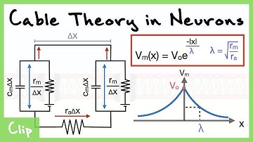 Cable Theory Model of the Neuron And Analysis Of The Space Constant Lambda (With Derivations) | Clip