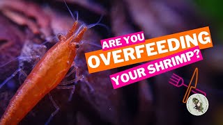 ARE YOU OVERFEEDING YOUR SHRIMP? How Much And How Often Should You Be Feeding Your Shrimp? by Ellie's Exotics 2,698 views 1 year ago 6 minutes, 25 seconds