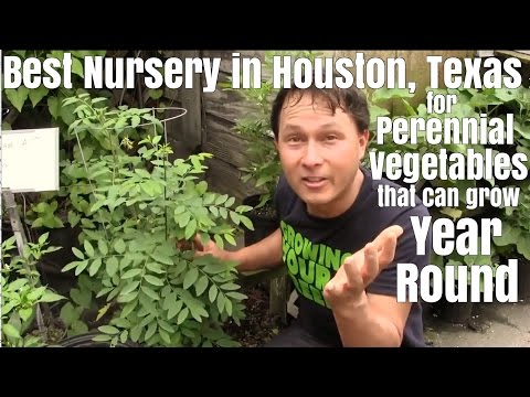 Best Nursery In Houston For Perennial Vegetables That Can Grow