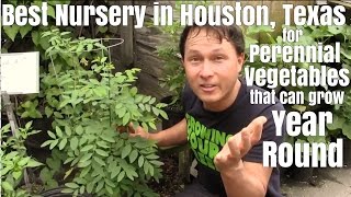 Best Nursery in Houston for Perennial Vegetables that can Grow Year Round