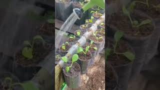 Kreatif Tanam Sayuran Dengan Botol Bekas #shorts