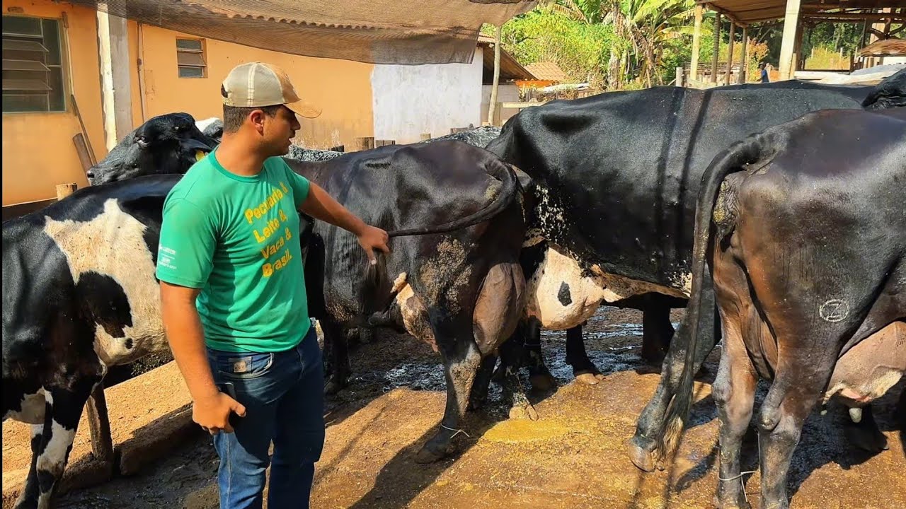Esse produtor está vendendo todas suas vacas leiteiras com ótimo preço em MG