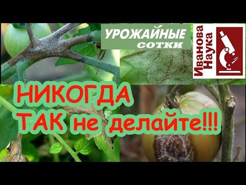 СУПЕР-советы как НЕ НУЖНО бороться с фитофторой. Эх! Компетентность по-прежнему в дефиците.