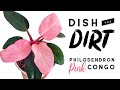 The Philodendron Pink Congo SCAM! | Dish The Dirt