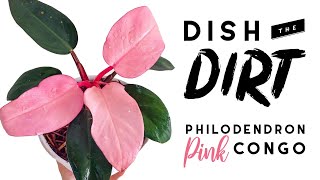 The Philodendron Pink Congo SCAM! | Dish The Dirt