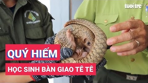 Bắt được tê tê quý hiếm, một học sinh bàn giao cho kiểm lâm