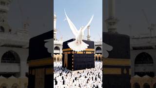 Allah Hu Allah 🤍 | Heart Touching Zikr Status 2026 | Beautiful Islamic Video