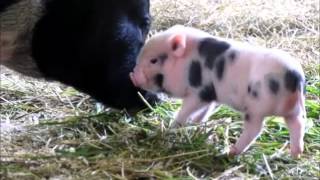 Minipigs...