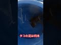 小型タコ