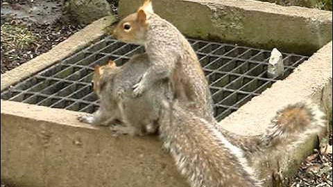 Squirrels Chasing Each Other-2-24-2012