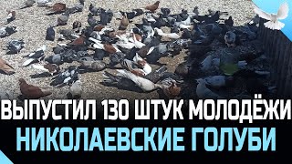 видео: ВЫПУСТИЛ 130 ШТУК МОЛОДЁЖИ, НИКОЛАЕВСКИЕ ГОЛУБИ АЛЕКСАНДРОВА картинка: ВЫПУСТИЛ 130 ШТУК МОЛОДЁЖИ, НИКОЛАЕВСКИЕ ГОЛУБИ АЛЕКСАНДРОВА
