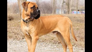 Consider These Negative Aspects Before Owning a Bullmastiff