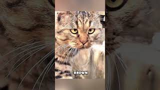 The unexpected power of cats. #shorts #fyp #animals