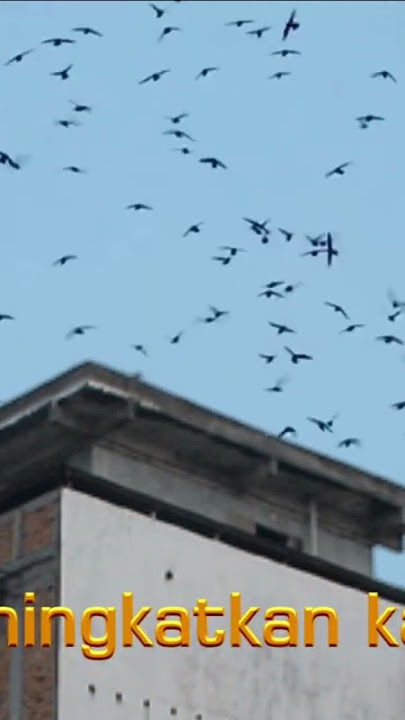 Panggilan ultrasonik Yen-Suara walet terbaru