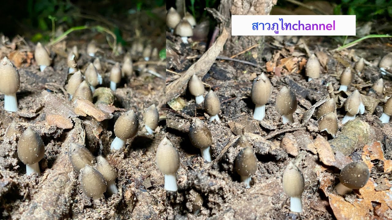 ออกอยู่ข้างทาง กำลังโผล่จากดิน ดอกตูมเน้นๆ เห็ดปลวกหมู่นี้งามสุดๆ
