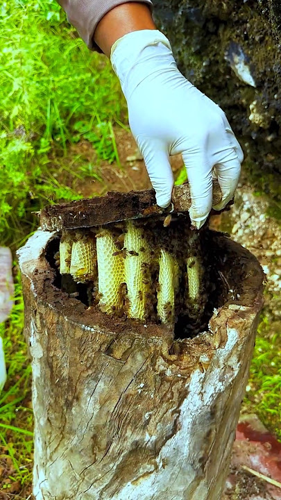 Honey Beehive Inside the Tree.