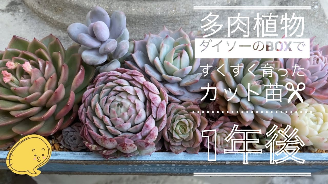 多肉植物】韓国苗、カット苗✂️ 1年後はこうなった❣️ - YouTube