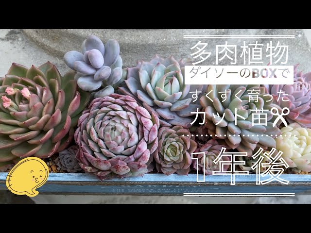 多肉植物】韓国苗、カット苗✂️ 1年後はこうなった❣️ - YouTube