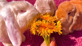 Cute and Funny Bunnies Eating Flowers by Bunny Love 8,290 views 3 years ago 3 minutes, 15 seconds