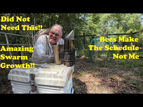 Painful Setback | New Queen Bees | Swarm Transfer