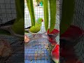 matar khane Ki Khushi mein mitthu #talkingparot #follow #cutebird #cuteparrot #parrotlover #parrot