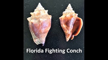 Florida Fighting Conch
