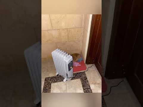 سيدة تضع المدفأة خارج المنزل لهذا القط الذي أعتاد الجلوس عند عتبة بابها