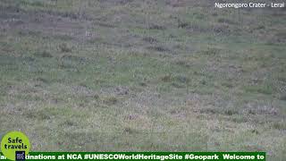 Ngorongoro Crater Live Streaming