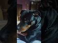 Good Dog 🐕🐕 funny moments video #viral 😂😂