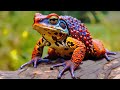 The Magical Powers Of The Average Toad | Beasts &amp; Witches | Real Wild