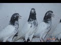 Drzikria mujahids breeder pigeon orignal naslain by sultan sroya