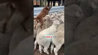 One sheep to rule them all 🐑 The ultimate lazy genius shepherd hack!