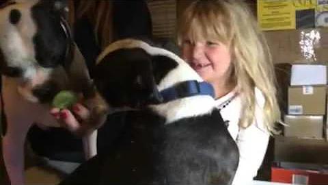 Annie's Pooch Pops Holiday Dog Treats
