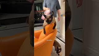 God’s greatest invention: cats 🐱❤️ #cat #cats #catlove #cutecat #funnyvideo #fyp