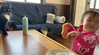 『娘パンケーキ』レシピ動画に何度も映り込む猫　ラガマフィン　A cat that interferes with making pancakes for my daughter