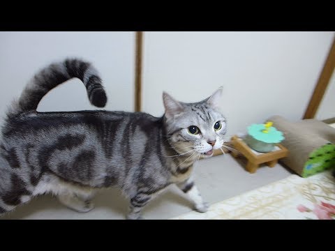 乾しカマを食べるねこ  