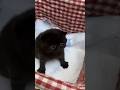 😘😘cute cat's,cat's life,cat lovers,kittens#catshorts #catlife #catlovers #kittenlove#cutebabycats😘😘